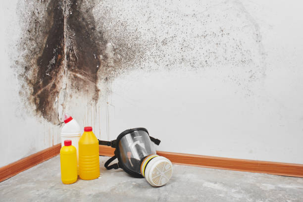 Office Mold Removal Services in Hertford, NC