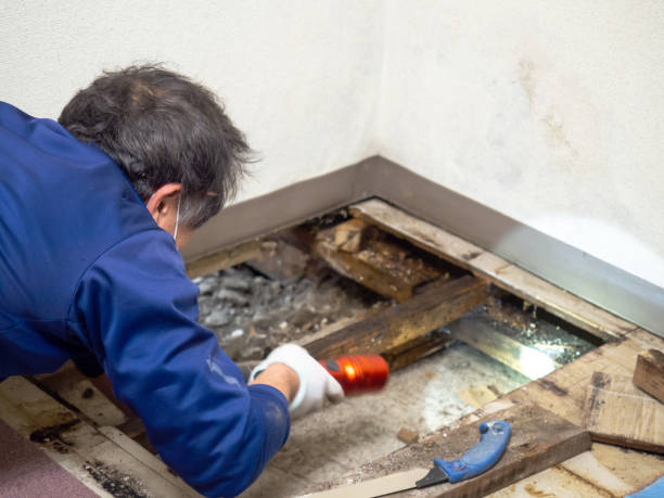 Best Best Mold Removal Companies  in Hertford, NC