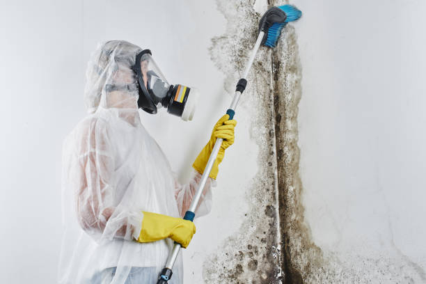 Best Office Mold Removal Services  in Hertford, NC