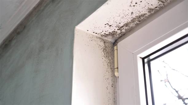Mold Testing and Removal in Hertford, NC