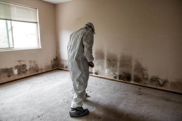 Best Professional Mold Removal  in Hertford, NC