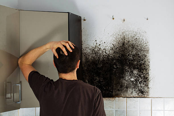 Best Affordable Mold Removal  in Hertford, NC