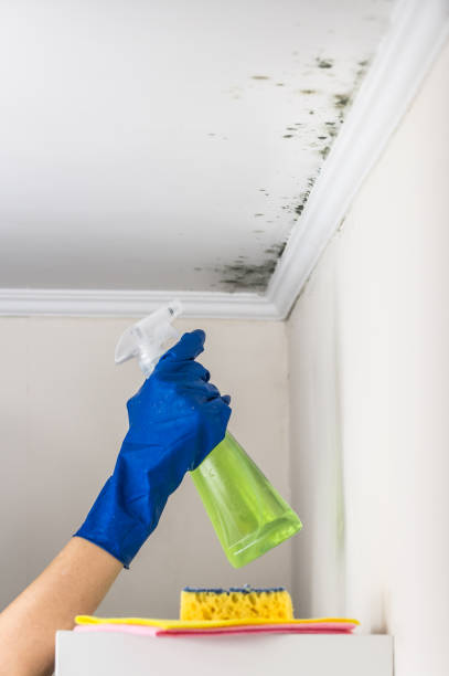 Best Emergency Mold Removal  in Hertford, NC
